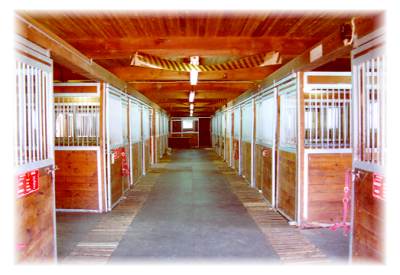 Clean modern stables for the best Haflingers!